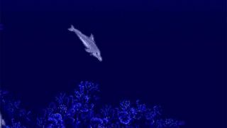 Ecco the Dolphin