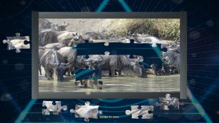 Trials of the Illuminati: Amazing Wildlife Jigsaws