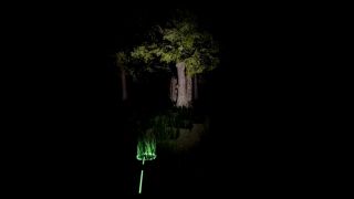 Alone In The Forest VR