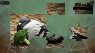 Puzzles for smart: Birds