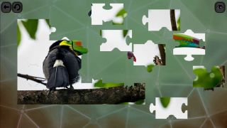 Puzzles for smart: Birds