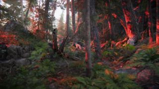 The Forest Cathedral