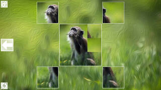 Puzzle Art: Primates