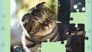 1001 Jigsaw. Cute Cats