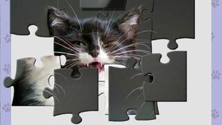 1001 Jigsaw. Cute Cats 4