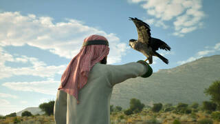 Enter Falconry