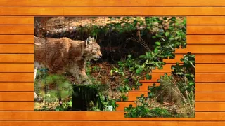 Wild Lynx Jigsaw