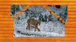 Wild Lynx Jigsaw